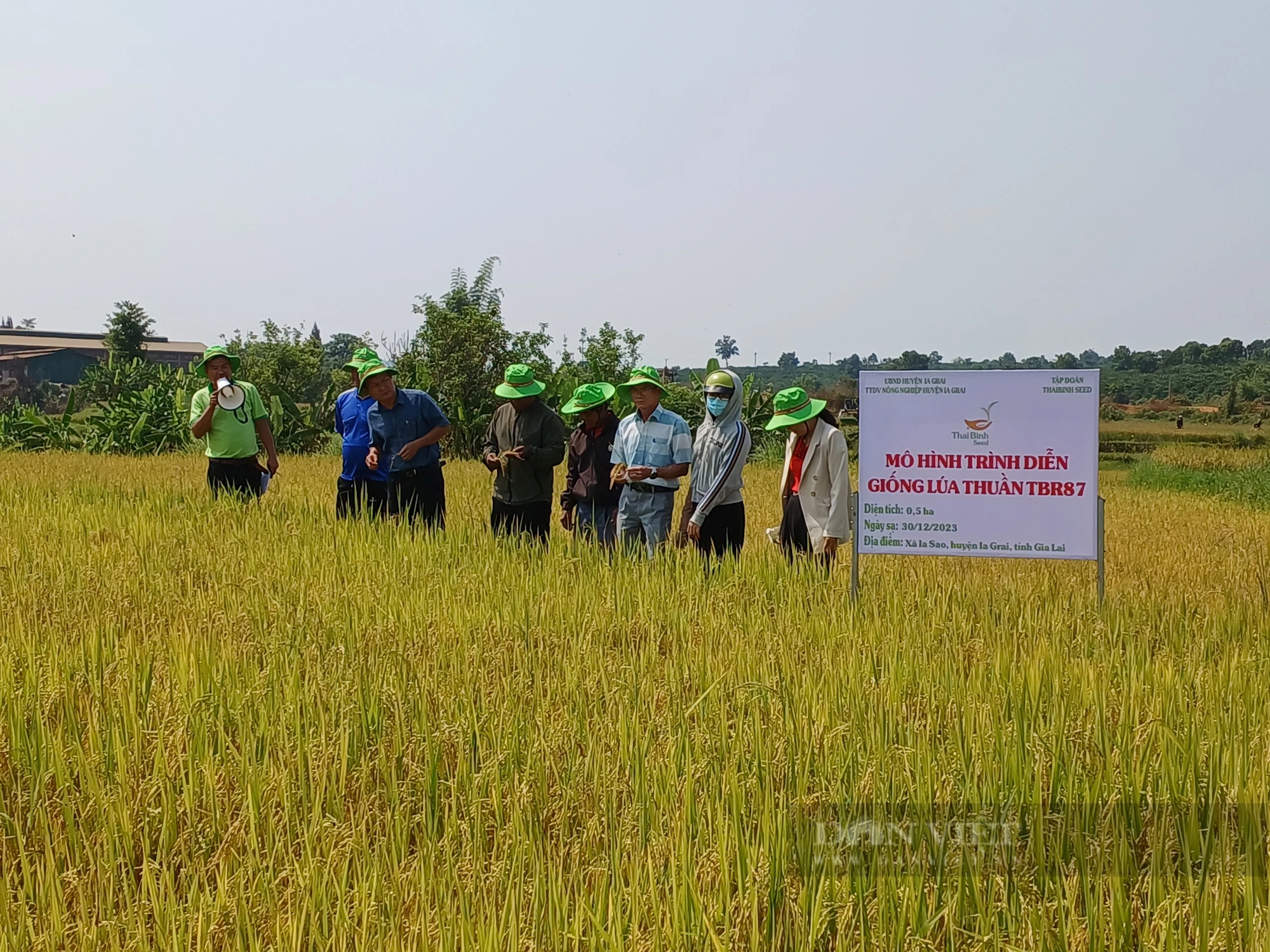 Hai giống lúa của Thaibinh Seed gây bất ngờ ở huyện biên giới của tỉnh Gia Lai- Ảnh 3.