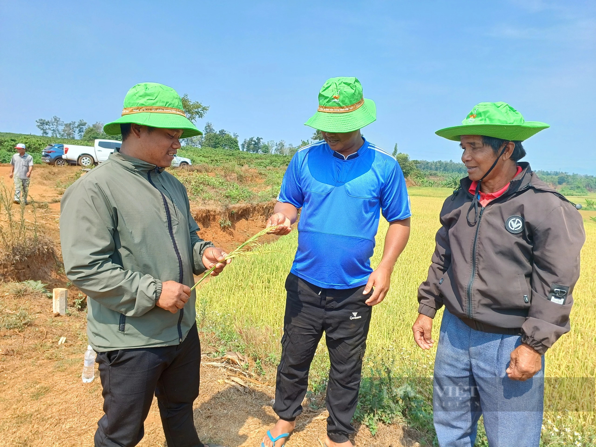 Hai giống lúa của Thaibinh Seed gây bất ngờ ở huyện biên giới của tỉnh Gia Lai- Ảnh 4.