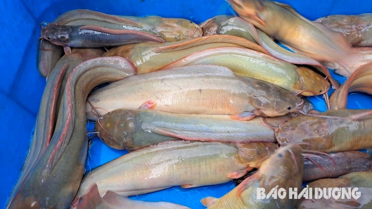 Nuôi loài cá trê vàng óng, nông dân Hải Dương thu lãi 200 - 300 triệu đồng/ha- Ảnh 1.