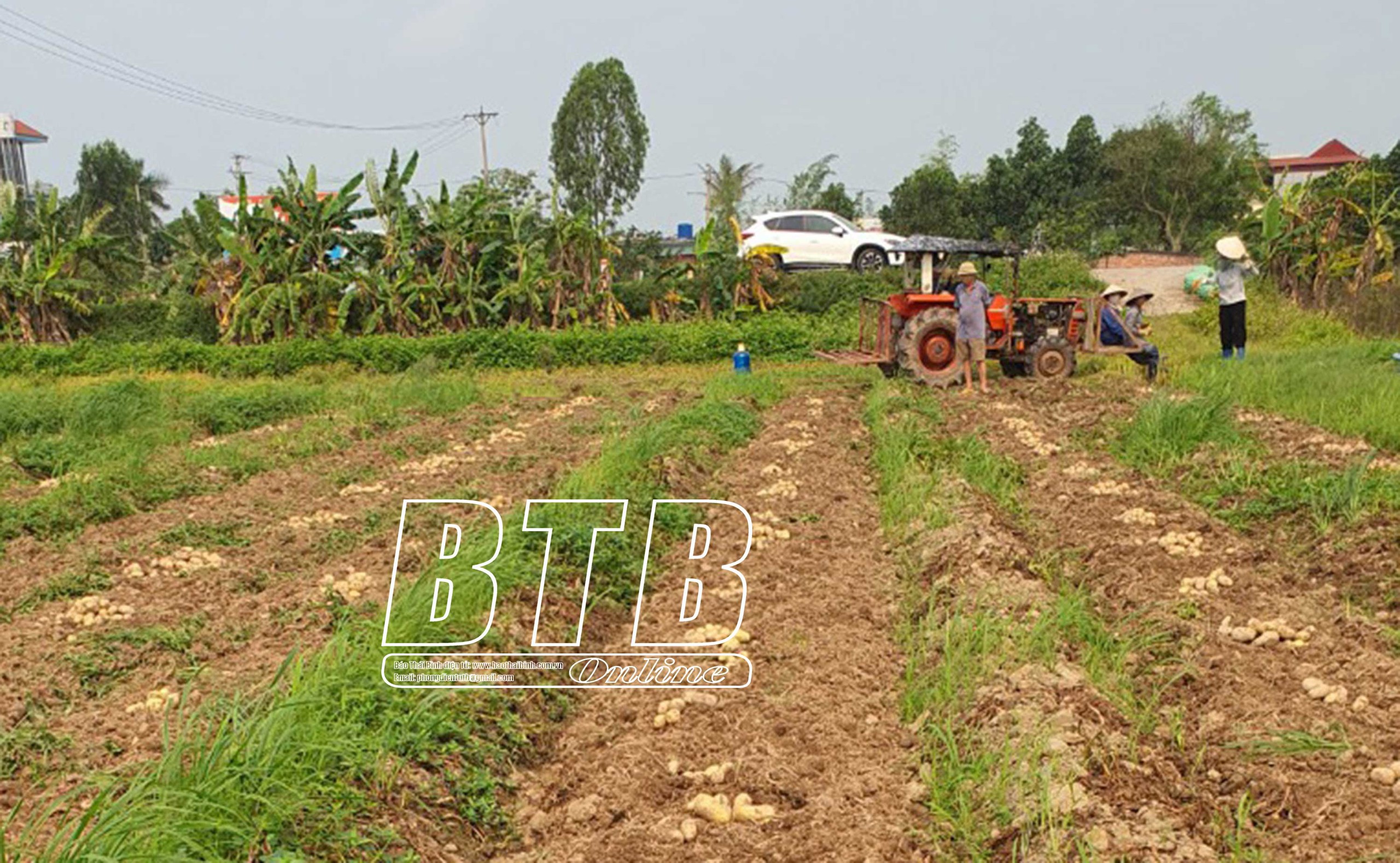 Anh nông dân chăm chỉ đất Thái Bình thu 100 tấn thóc, 3 tấn khoai tây, còn đào ao thả cá, nuôi vịt - Ảnh 2.