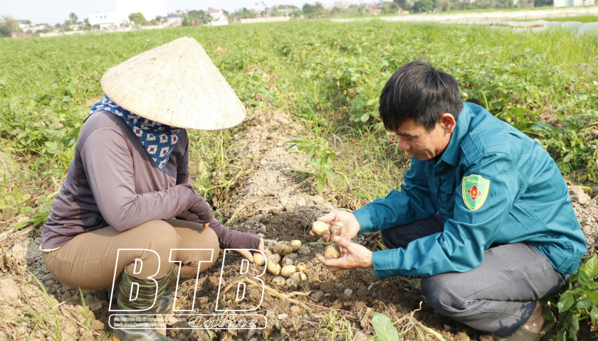 Anh nông dân chăm chỉ đất Thái Bình thu 100 tấn thóc, 3 tấn khoai tây, còn đào ao thả cá, nuôi vịt - Ảnh 1.