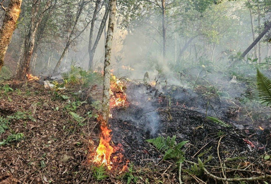 Cháy rừng ở Hà Giang khiến 2 cán bộ kiểm lâm tử vong- Ảnh 3.