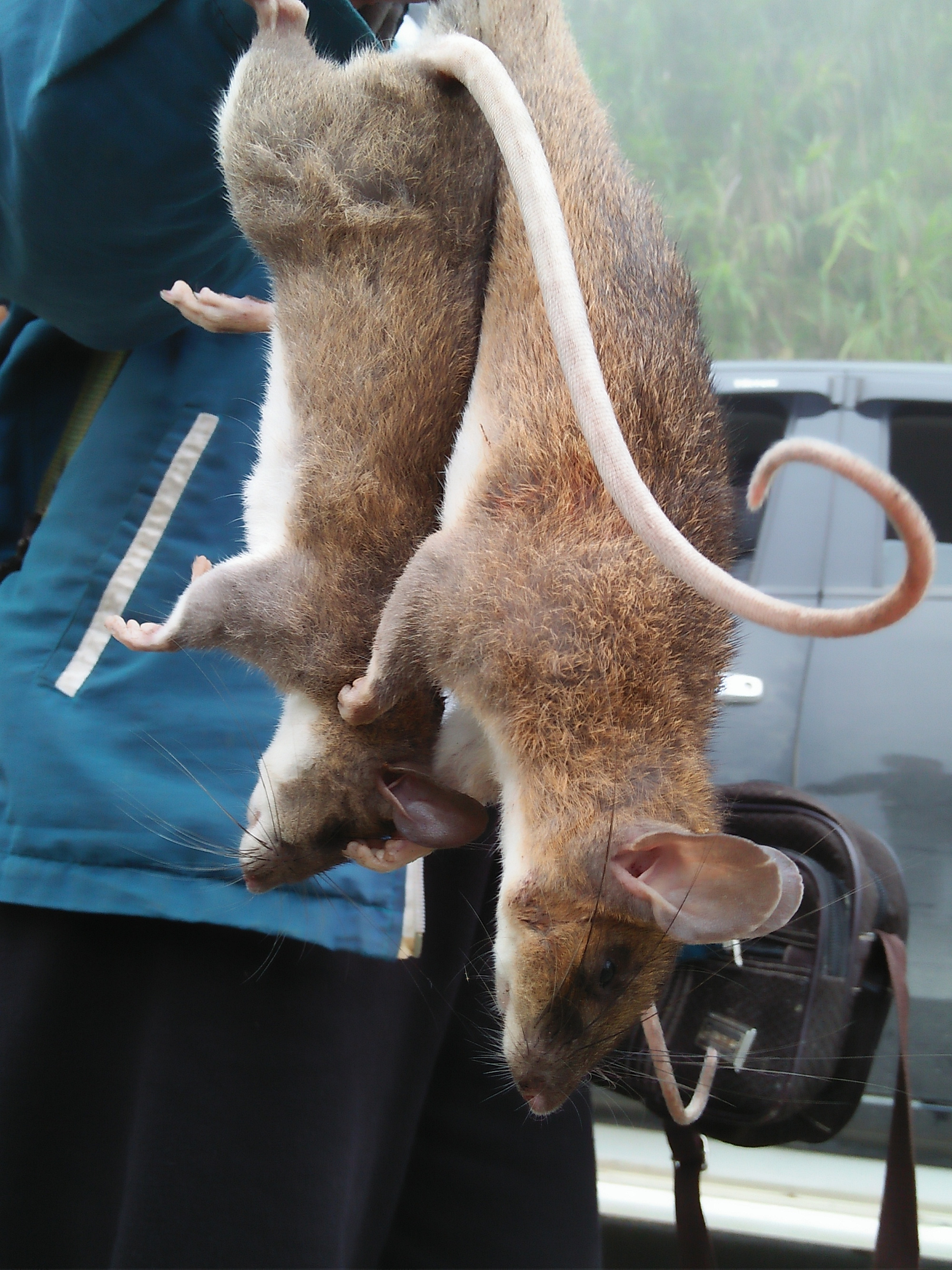 Theo chân "thợ săn" đi săn chuột đồng làm món đặc sản "trinh nữ kén chồng"- Ảnh 4.
