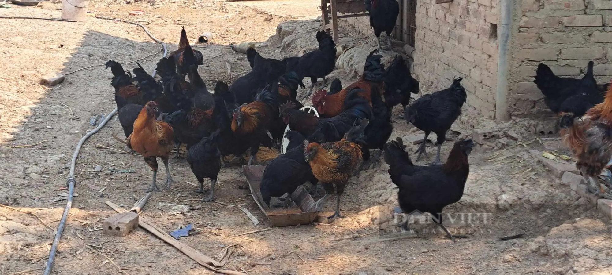 Nuôi đàn gà xương đen đẻ "trứng vàng" của chàng trai người Thái ở Điện Biên- Ảnh 8.