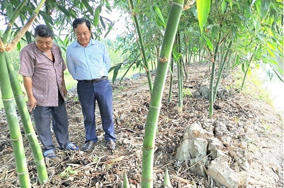 Trồng loại cây "nồi đồng cối đá" này ở Hậu Giang, bẻ măng, vặt lá bán, thương lái mua hết sạch- Ảnh 1.