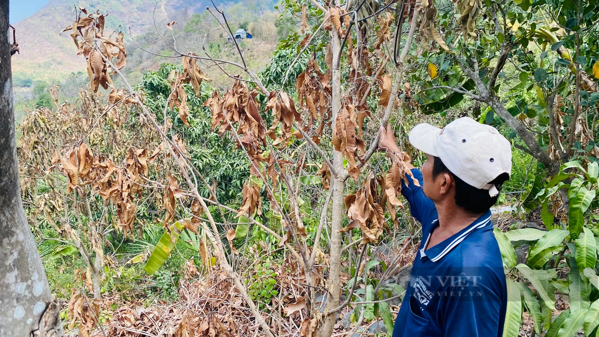 Nắng nóng kéo dài, hồ chứa cũng trơ cả đáy, nông dân vùng Bảy Núi của An Giang oằn mình bảo vệ cây trái- Ảnh 2.