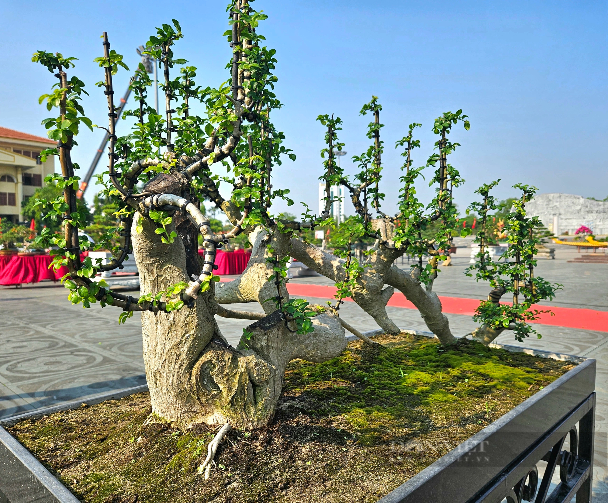 Cây cổ thụ làm cảnh đang hot có tên "Đường Trường Sơn" gây xôn xao một triển lãm ở Quảng Bình- Ảnh 2.