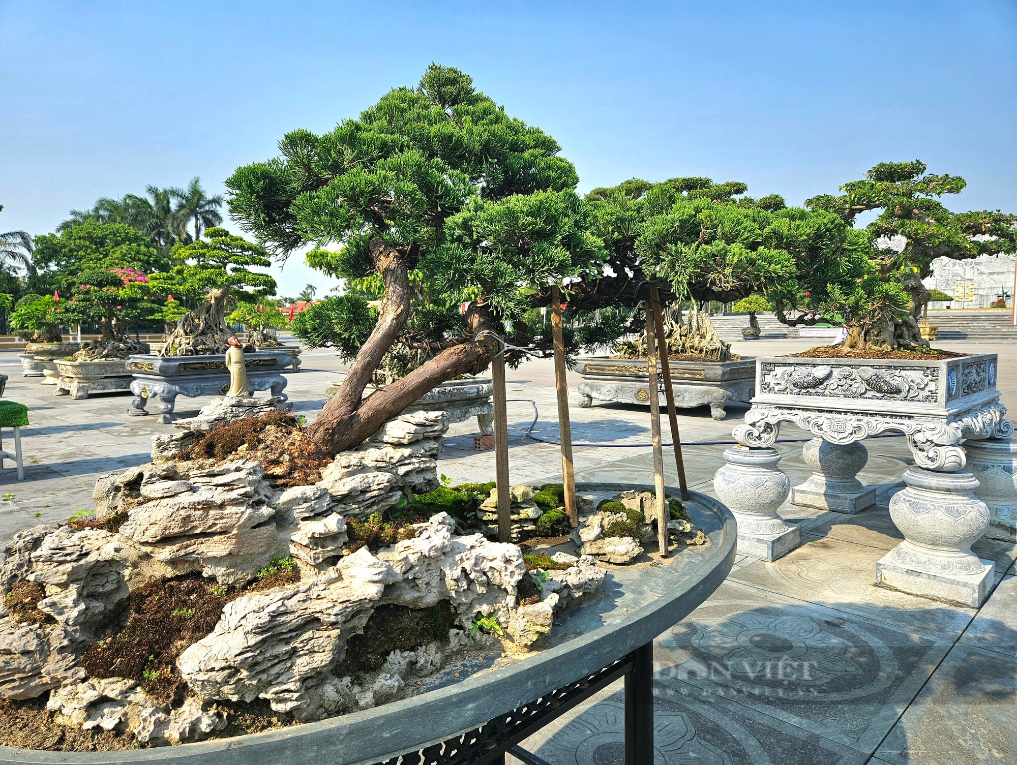 Cây cổ thụ làm cảnh đang hot có tên "Đường Trường Sơn" gây xôn xao một triển lãm ở Quảng Bình- Ảnh 5.
