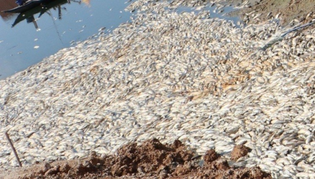 Xót xa trước hình ảnh hơn 200 tấn cá nuôi trên lòng hồ chết trắng xóa- Ảnh 2.