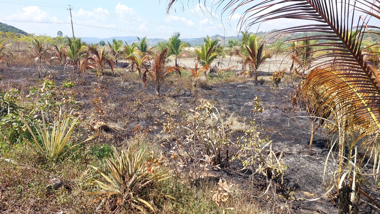 Lâm Đồng: Điều tra, làm rõ vụ cháy khiến hàng trăm cây dừa, mai vàng của người dân bị thiêu rụi- Ảnh 3.