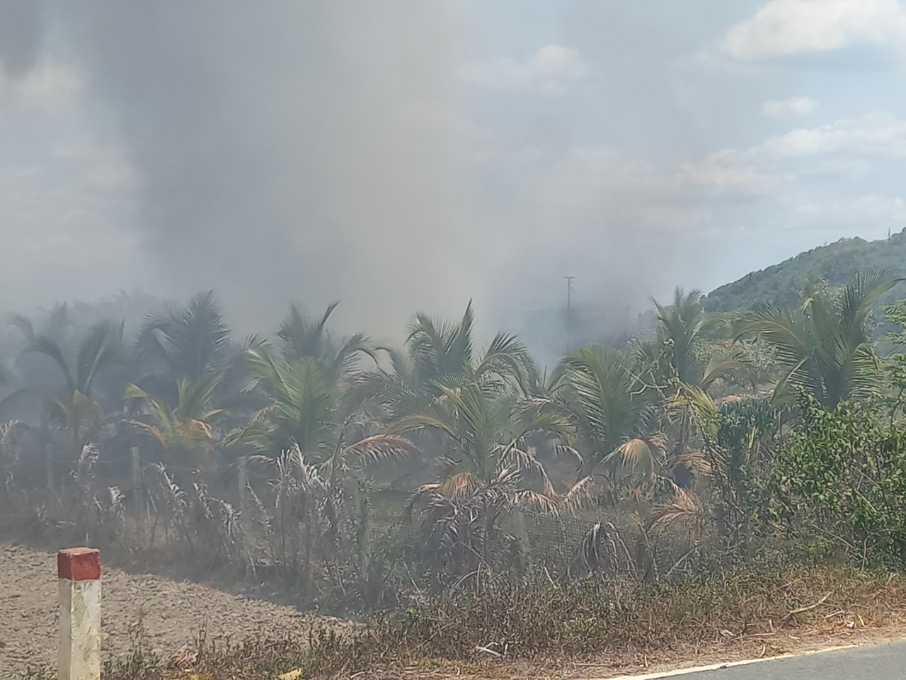 Lâm Đồng: Điều tra, làm rõ vụ cháy khiến hàng trăm cây dừa, mai vàng của người dân bị thiêu rụi- Ảnh 6.
