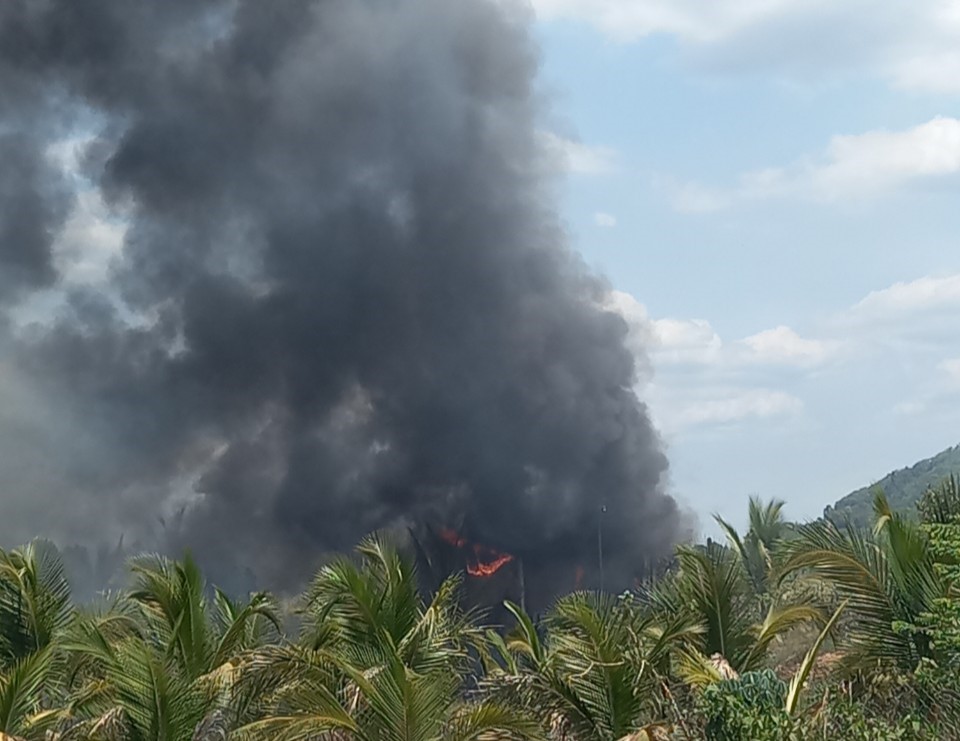 Lâm Đồng: Điều tra, làm rõ vụ cháy khiến hàng trăm cây dừa, mai vàng của người dân bị thiêu rụi- Ảnh 1.