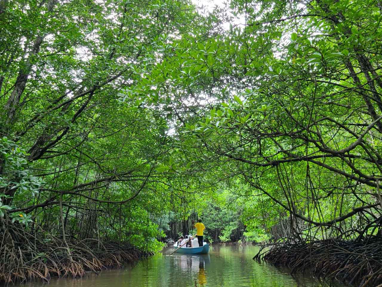 Một "ốc đảo" ở TP Hồ Chí Minh xanh rì, có rừng rậm, có đảo, có động vật hoang dã, người ta đang tới xem- Ảnh 7.