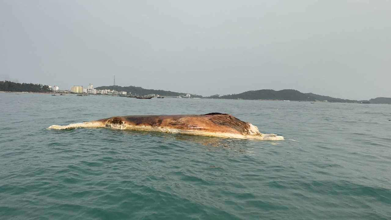 Chôn cất xác cá voi 10 tấn dạt vào vùng biển Cô Tô- Ảnh 1.