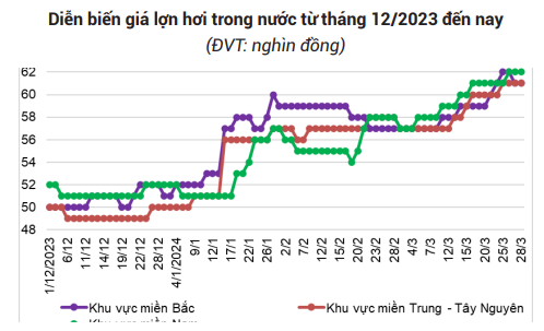 Nguồn cung ra thị trường đang tăng cao, giá lợn hơi có thể quay đầu giảm - Ảnh 3.