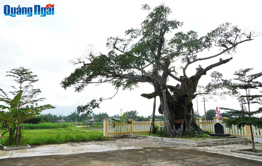 Vùng đất ở Quảng Ngãi có cây cổ thụ hình thù lạ mắt, vô số địa danh đi kèm chữ Long- Ảnh 7.