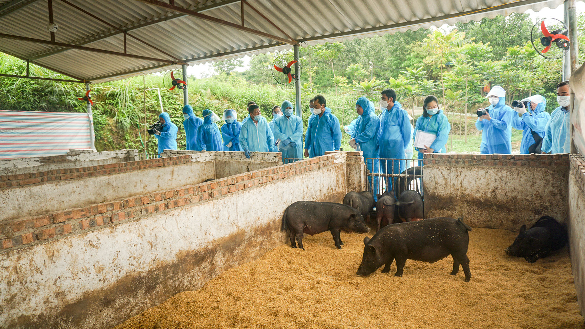 Cho lợn ăn bột chè xanh là đề tài mới lạ của một trường Đại học ở Thái Nguyên- Ảnh 4.