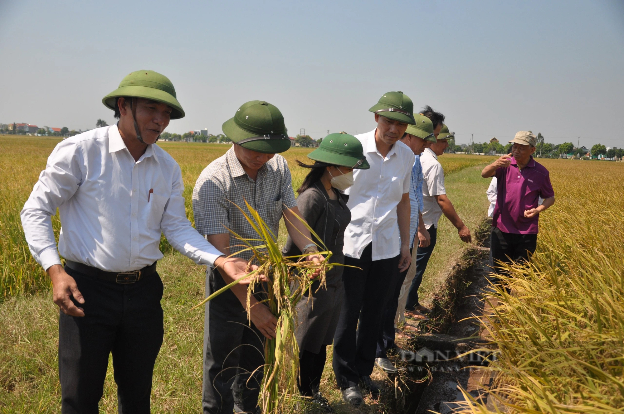 Sự thật về cách sản xuất lúa lạ bằng... tâm linh: Đuổi chuột, chống sâu bệnh bằng năng lượng 