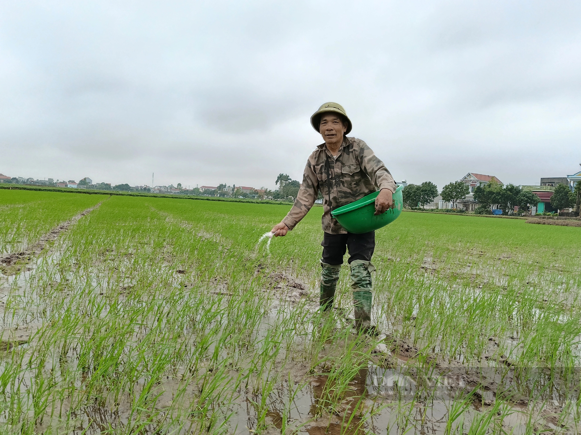 Sự thật việc canh tác lúa bằng phương pháp mới: Năng suất lúa thấp, không như những lời giới thiệu (Bài 2)- Ảnh 1.