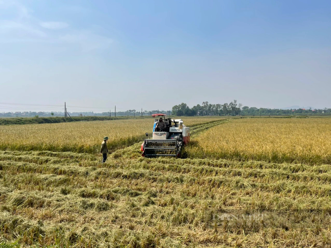 Sự thật việc canh tác lúa bằng phương pháp mới: Năng suất lúa thấp, không như những lời giới thiệu (Bài 2)- Ảnh 5.