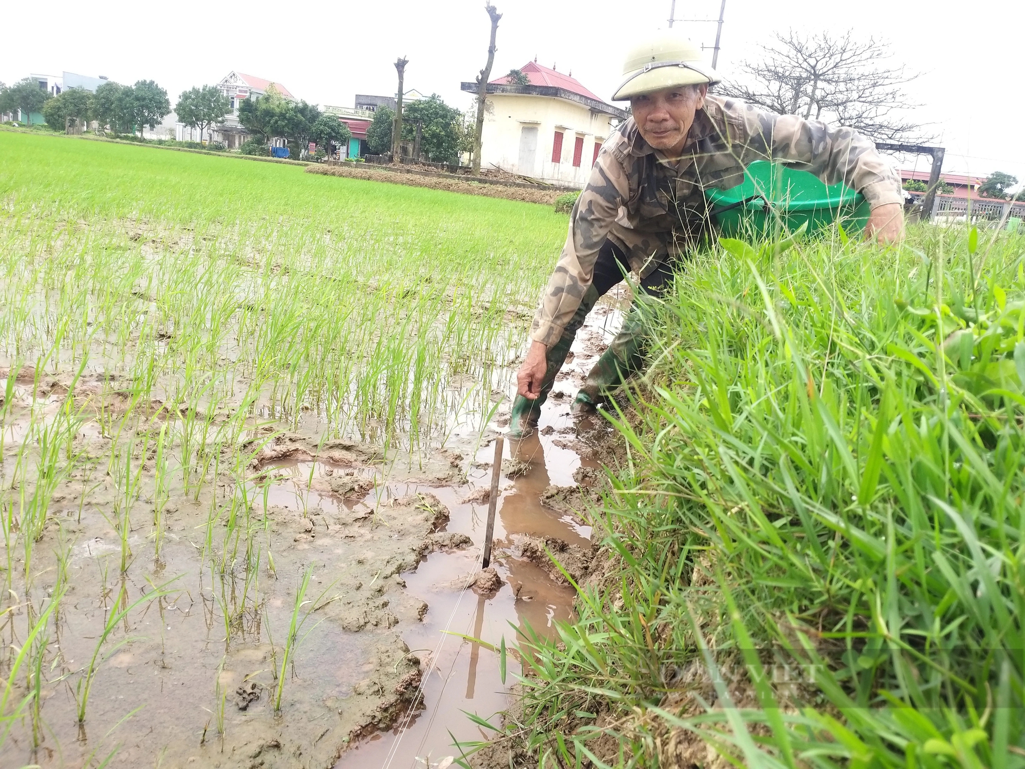 Sự thật việc canh tác lúa bằng phương pháp mới: Phải tuân thủ theo quy trình khoa học đã được công nhận (Bài 4)- Ảnh 4.