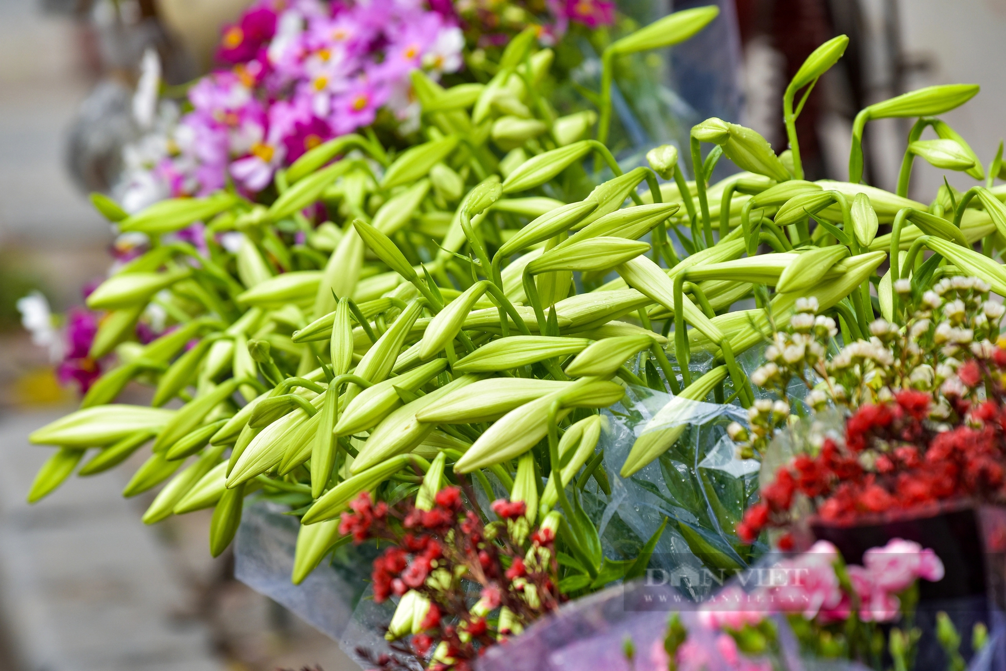 Thủ phủ hoa loa kèn tất bật thu hoạch, hoa năm nay được giá nhưng sản lượng giảm- Ảnh 10.