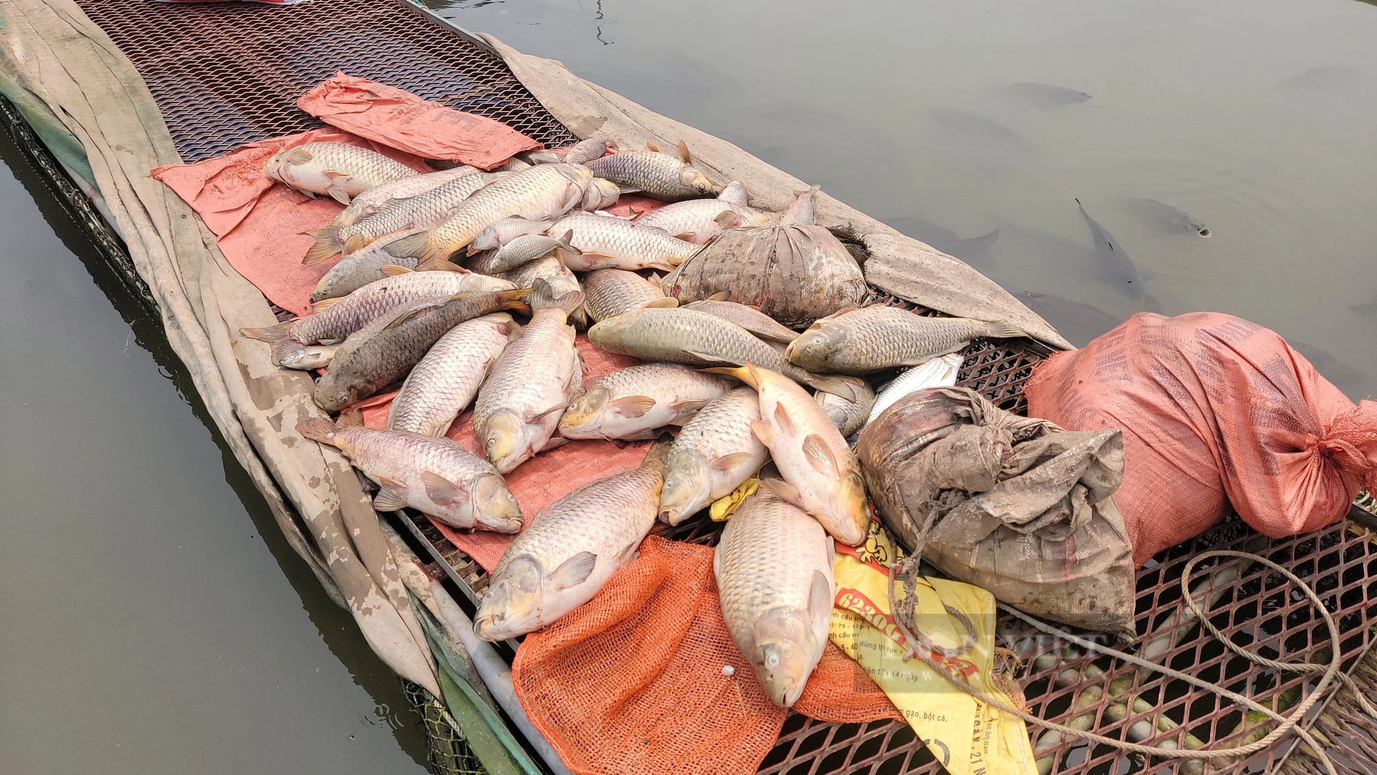 Trăm tấn cá chết bất thường trên sông Thái Bình ở TP Hải Dương, dân buồn hụt hẫng, có nhà "trôi tiền tỷ"- Ảnh 2.