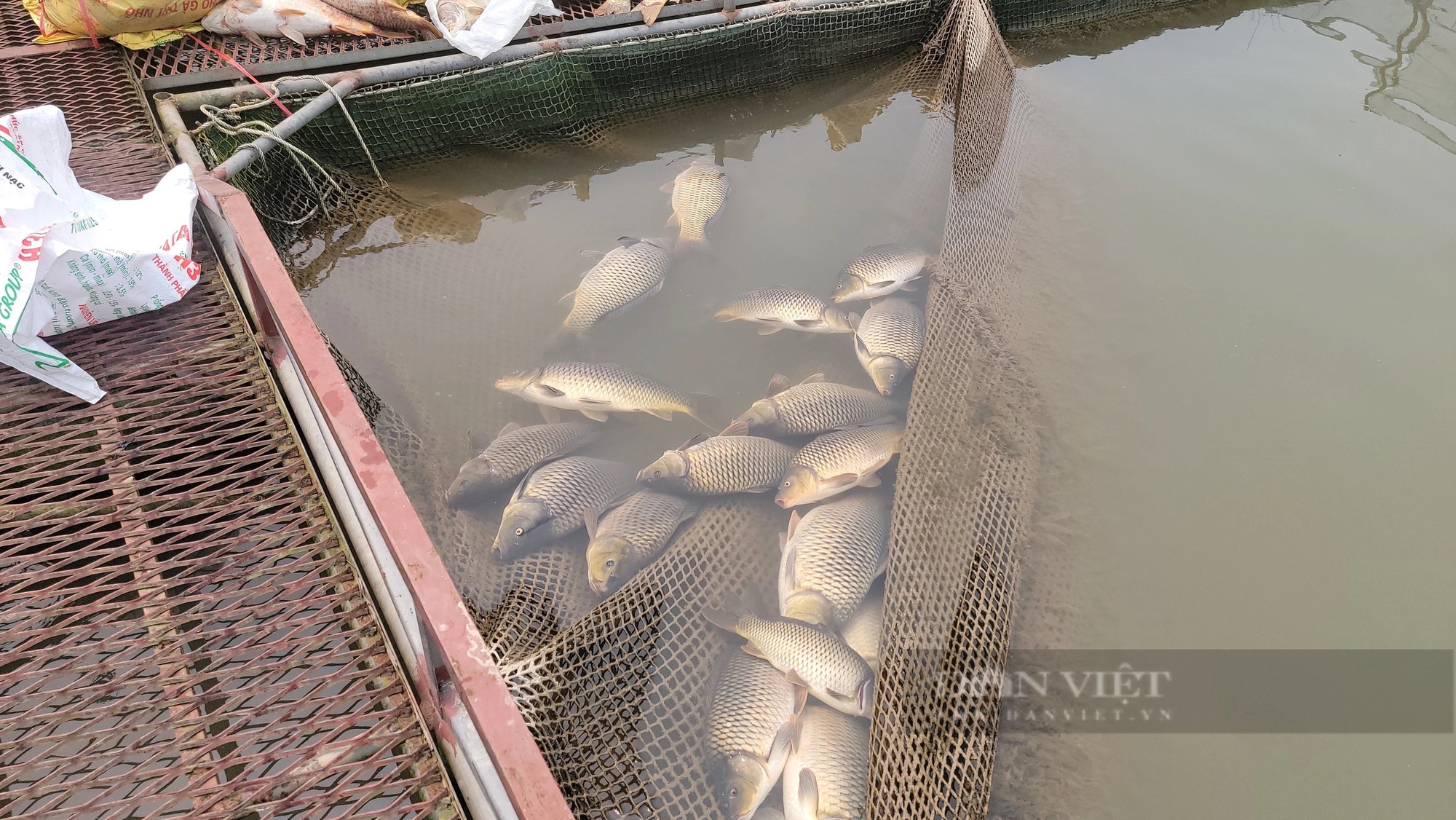 Trăm tấn cá chết bất thường trên sông Thái Bình ở TP Hải Dương, dân buồn hụt hẫng, có nhà "trôi tiền tỷ"- Ảnh 3.
