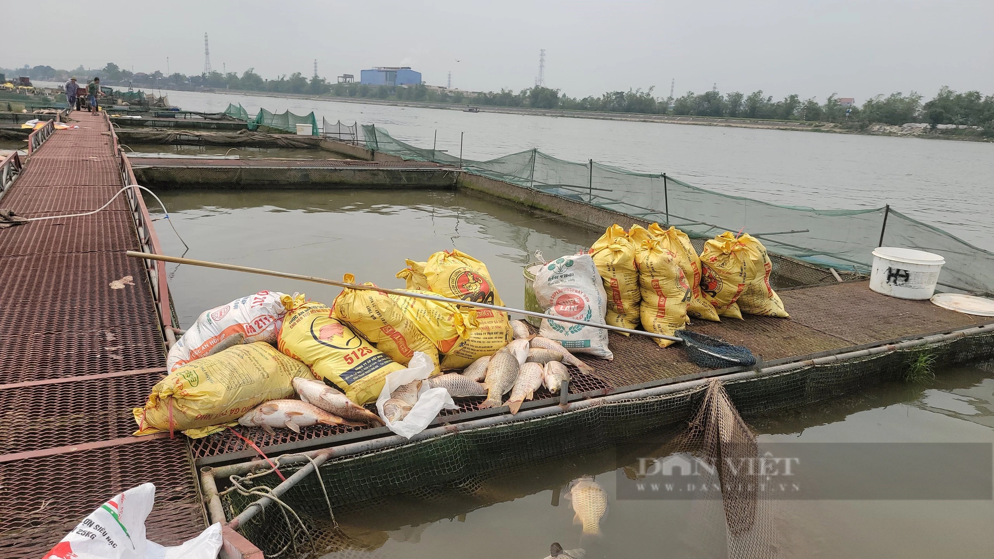 Trăm tấn cá chết bất thường trên sông Thái Bình ở TP Hải Dương, dân buồn hụt hẫng, có nhà "trôi tiền tỷ"- Ảnh 5.
