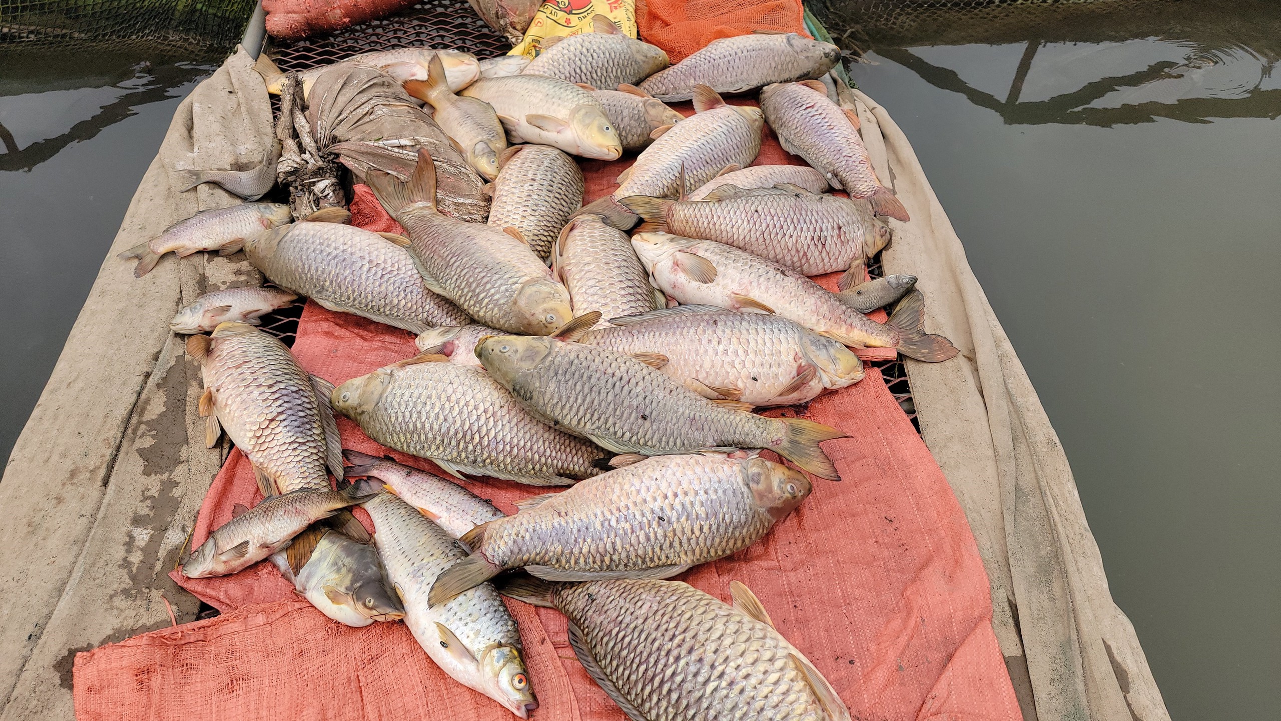Trăm tấn cá chết bất thường trên sông Thái Bình ở TP Hải Dương, dân buồn hụt hẫng, có nhà "trôi tiền tỷ"- Ảnh 4.