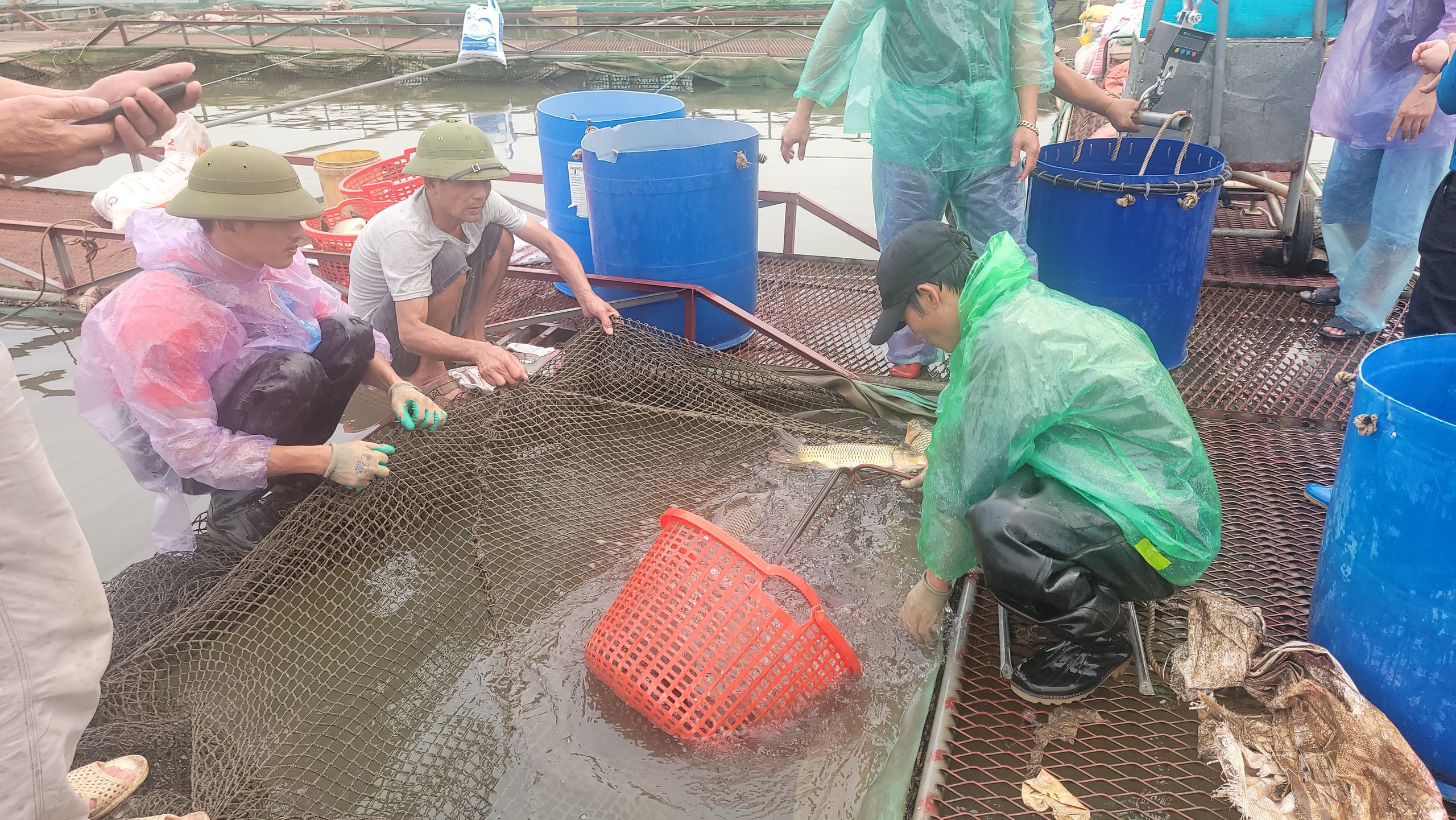 Trăm tấn cá chết bất thường trên sông Thái Bình ở TP Hải Dương, dân buồn hụt hẫng, có nhà "trôi tiền tỷ"- Ảnh 1.
