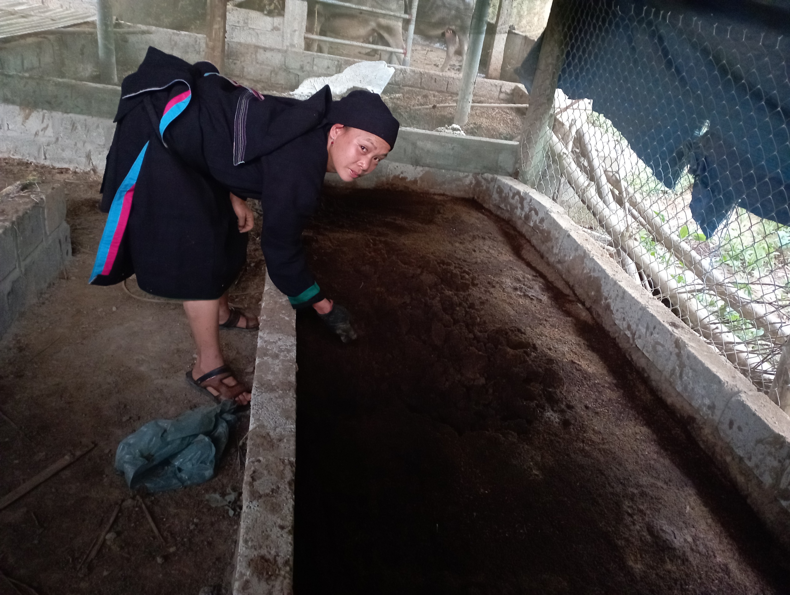 Một nơi ở Hà Giang đang nuôi thành công một con vật "ăn bẩn" mà làm nông nghiệp sạch, dân khá giả lên- Ảnh 3.