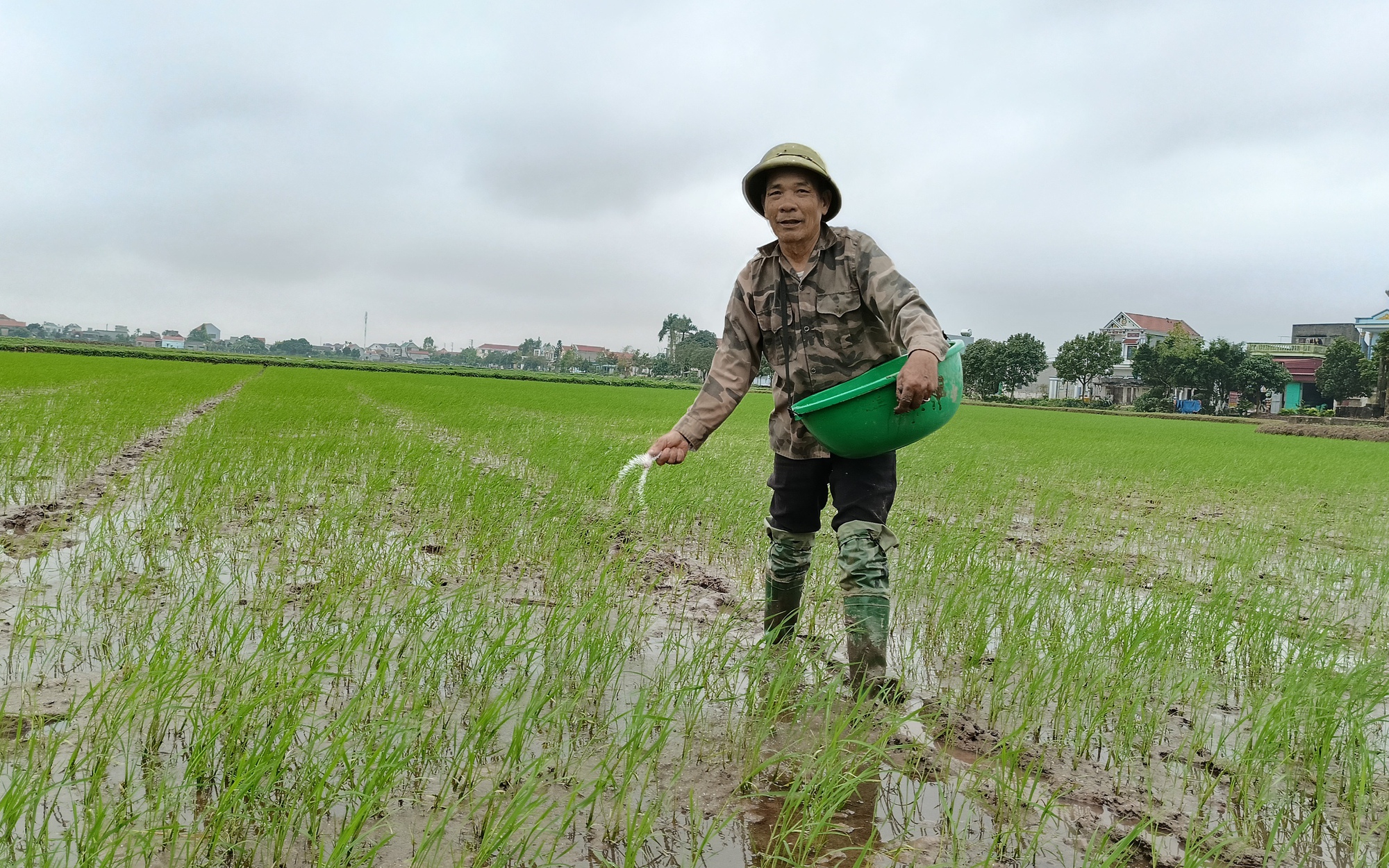 Sự thật việc canh tác lúa bằng phương pháp mới: Năng suất lúa thấp, không như những lời giới thiệu (Bài 2)