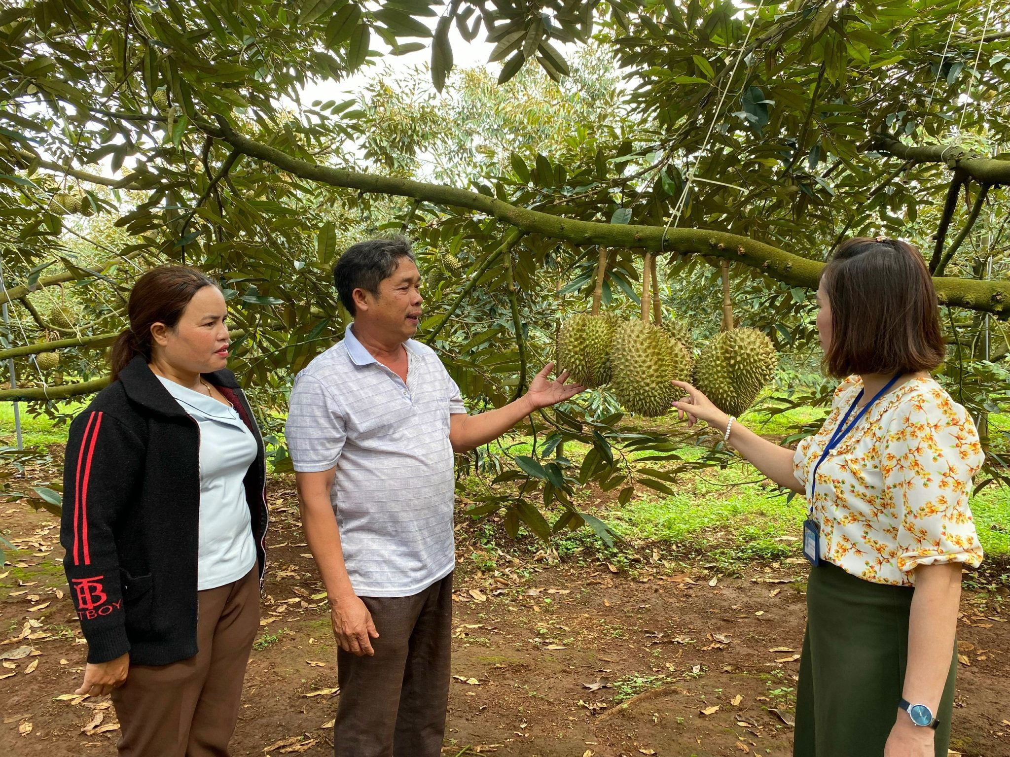 Sầu riêng mới nhú bông, nhà vườn ở Đắk Lắk đã vội nhận tiền cọc, dự báo thêm một mùa sầu riêng 'nóng'- Ảnh 5.