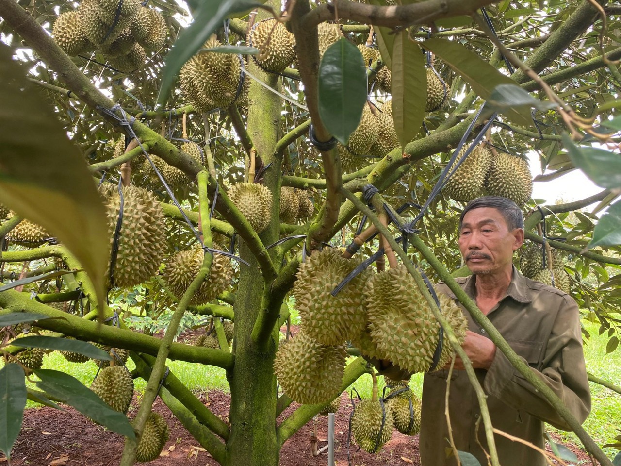Sầu riêng mới nhú bông, nhà vườn ở Đắk Lắk đã vội nhận tiền cọc, dự báo thêm một mùa sầu riêng 'nóng'- Ảnh 3.