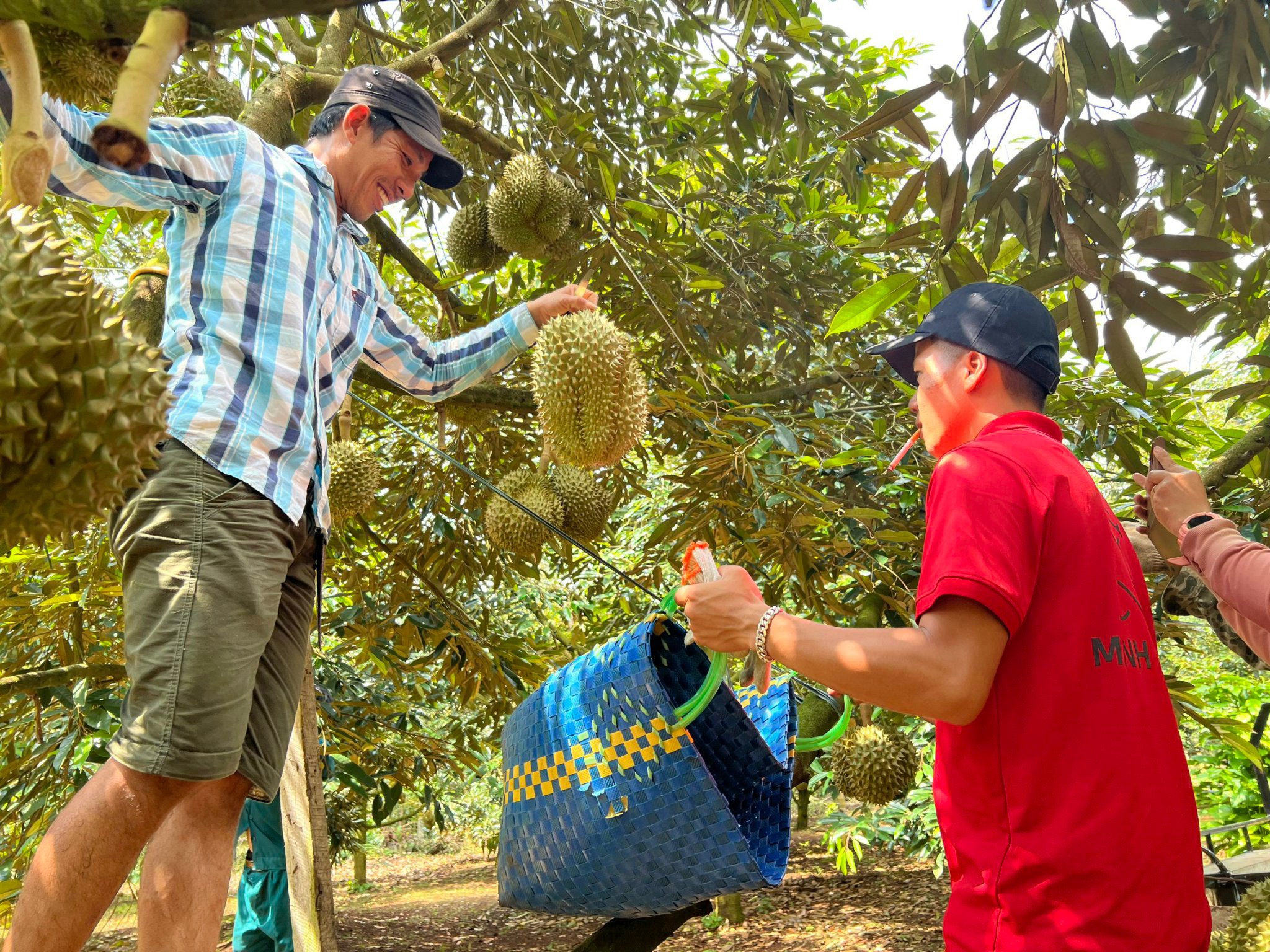 Sầu riêng mới nhú bông, nhà vườn ở Đắk Lắk đã vội nhận tiền cọc, dự báo thêm một mùa sầu riêng 'nóng'- Ảnh 6.