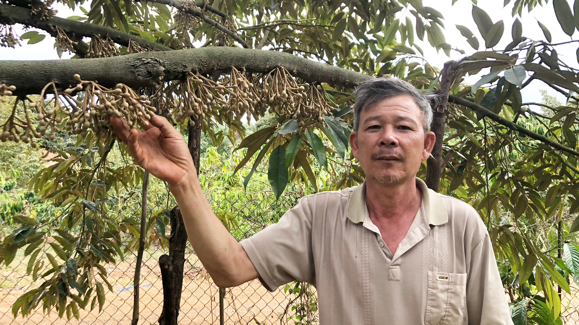 Mua đất Lâm Đồng, vợ chồng lập vườn trồng toàn "giống sầu riêng sang, xịn, mịn" thu 3,5 tỷ/năm - Ảnh 1.