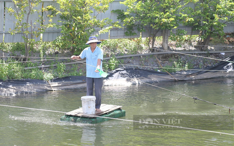 Ông Phạm Thanh Minh nuôi tôm nước ngọt ở xã Đa Phước, huyện Bình Chánh. Ảnh: L.G