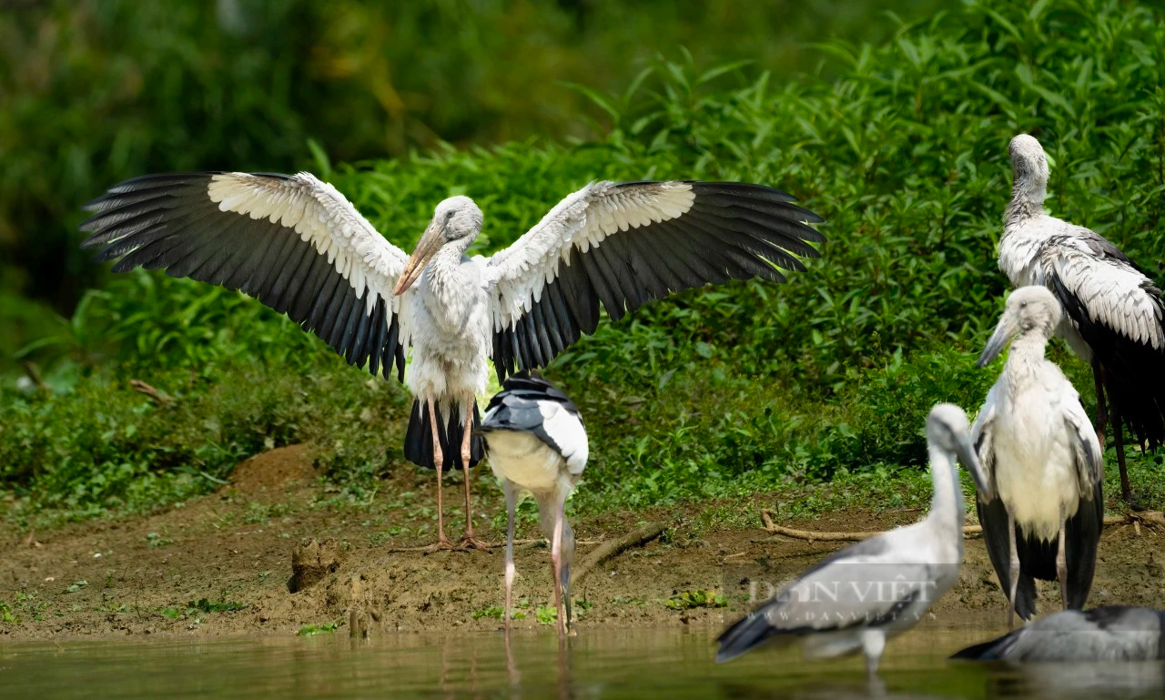 Hai loài chim hoang dã dạng quý hiếm ở Ninh Bình có tên trong Sách Đỏ, bay rợp cả cái thung đẹp như phim- Ảnh 4.