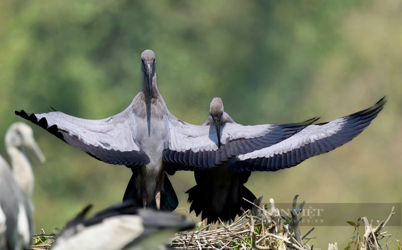 Hai loài chim hoang dã dạng quý hiếm ở Ninh Bình có tên trong Sách Đỏ, bay rợp cả cái thung đẹp như phim- Ảnh 8.