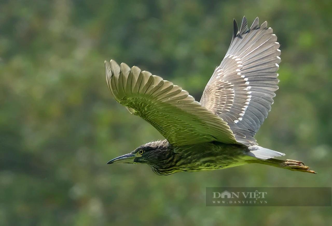 Hai loài chim hoang dã dạng quý hiếm ở Ninh Bình có tên trong Sách Đỏ, bay rợp cả cái thung đẹp như phim- Ảnh 9.