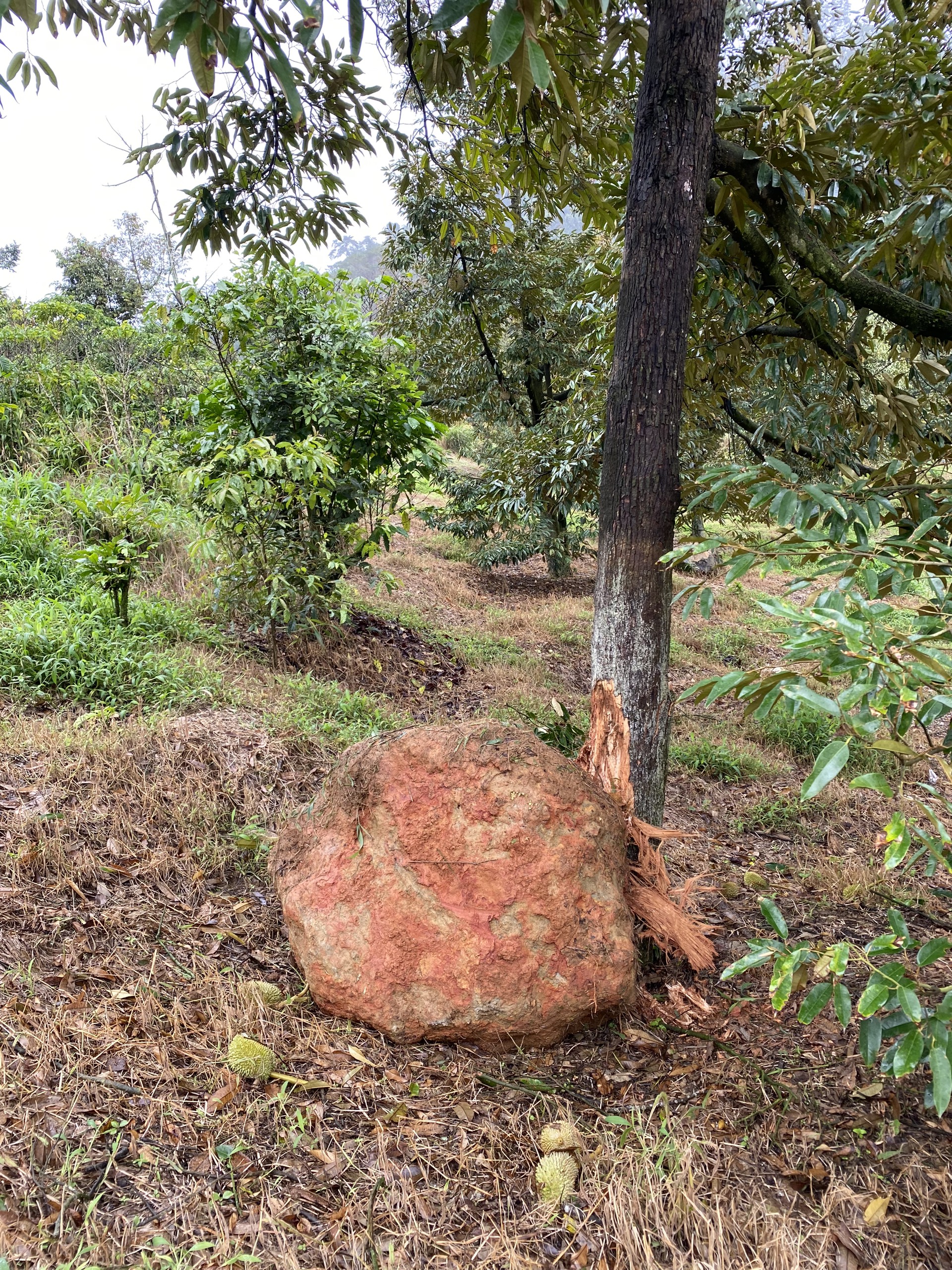 Lâm Đồng: Doanh nghiệp nổ mìn phá đá, vườn cây của nông dân dập nát, nhìn mà hoang mang- Ảnh 6.