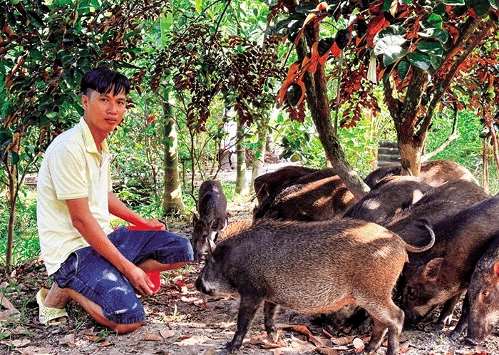 Anh cử nhân ngữ văn ở Sóc Trăng nuôi giống lợn dễ ăn, dễ ngủ, ham đi, nói bán là người ta vô xách liền- Ảnh 1.