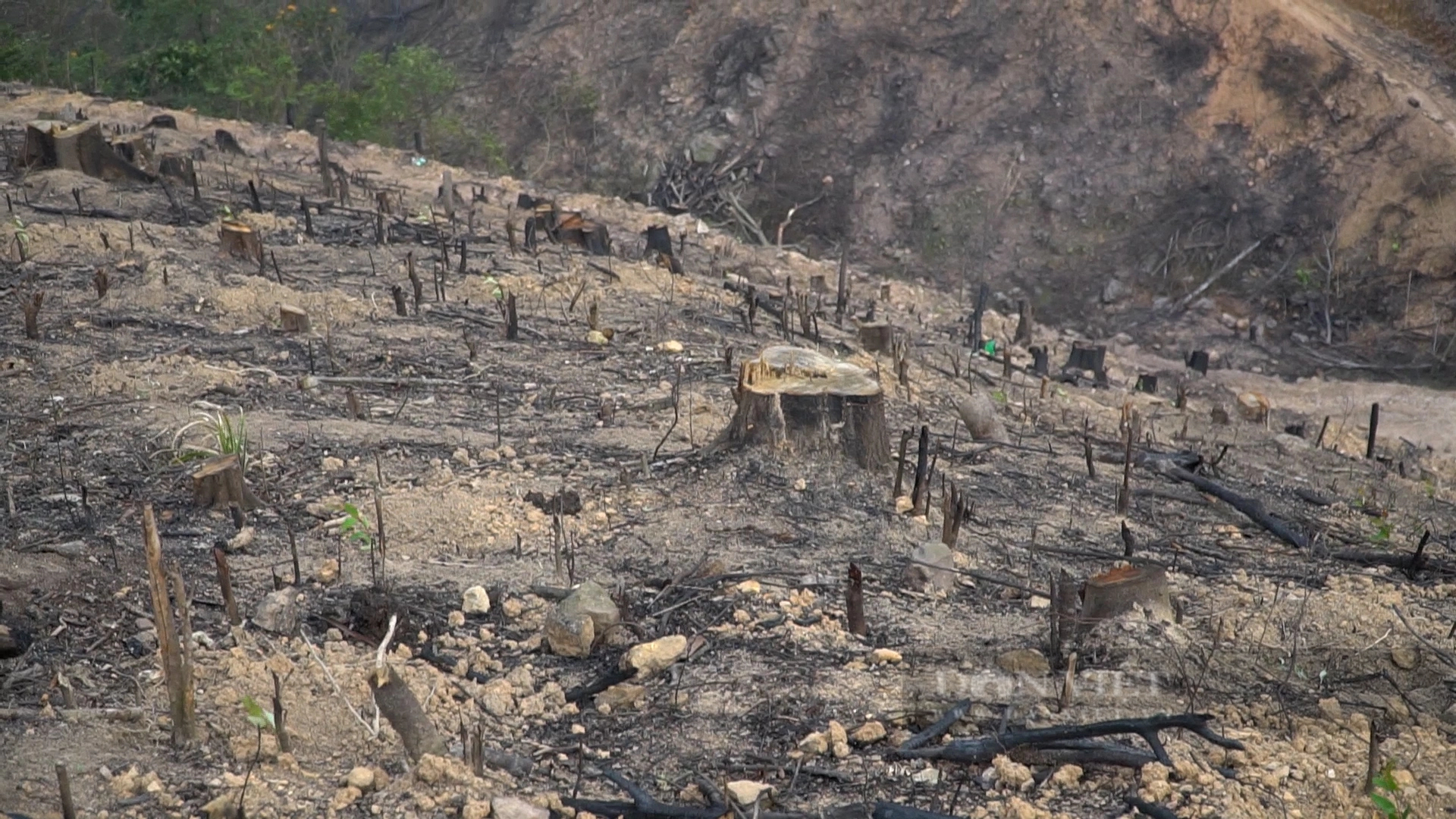 Vụ án hủy hoại 10ha rừng tự nhiên ở Lục Nam, Bắc Giang: Sẽ thu hồi toàn bộ diện tích đất rừng bị chặt phá- Ảnh 2.