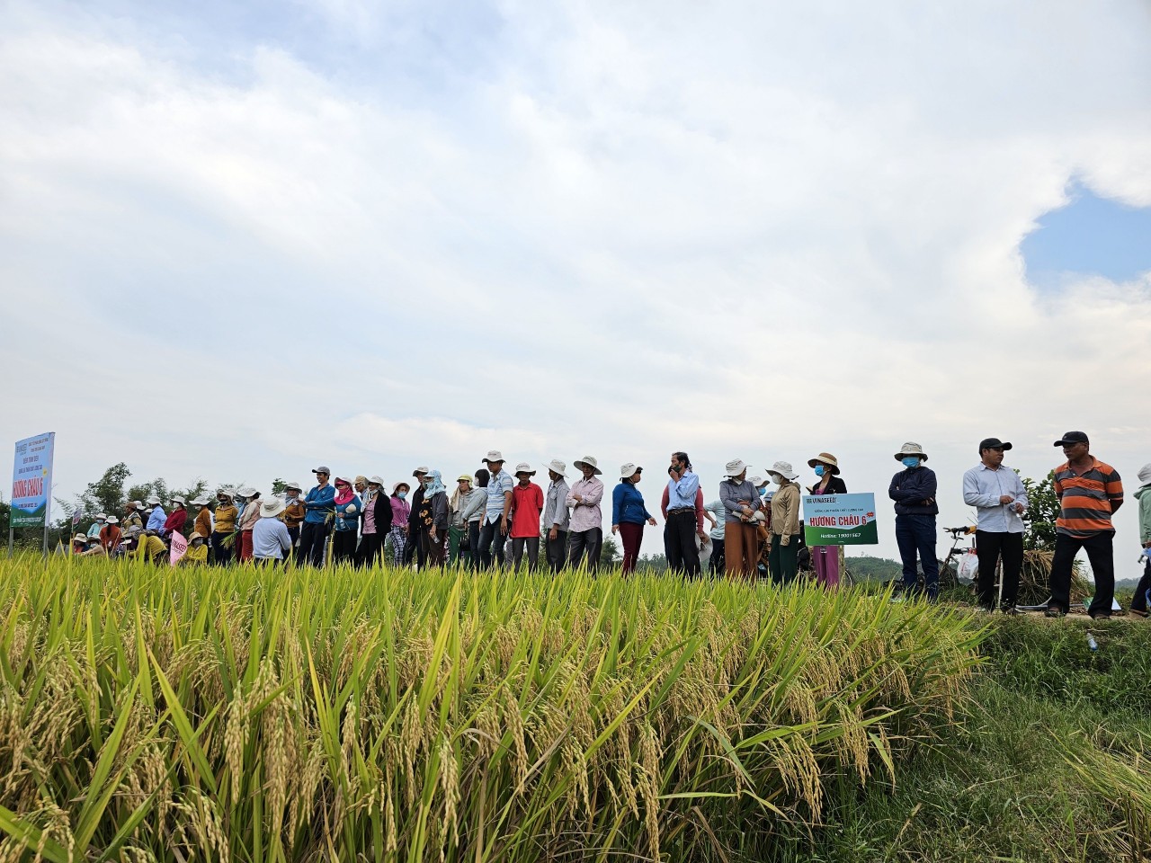 Bộ giống lúa của Vinaseed có gì nổi bật mà người dân Quảng Ngãi hết lời khen ngợi?- Ảnh 3.