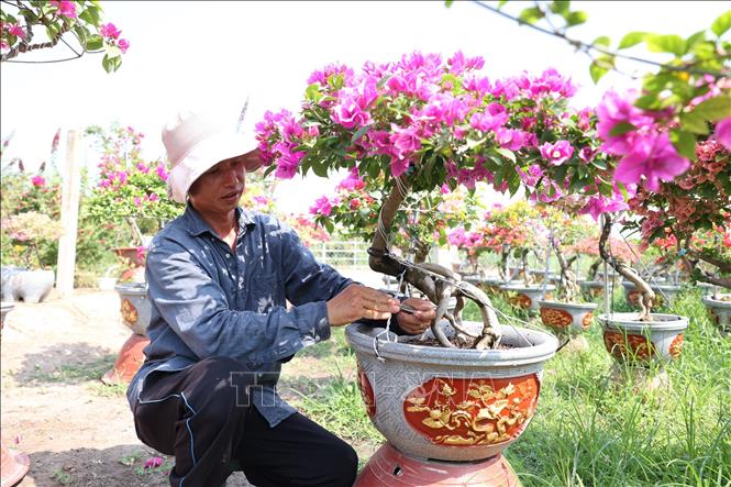 Loại hoa giấy 5 màu nở bông chả kịp cản, ông nông dân Tây Ninh trồng thành công, có chậu bán giá 50 triệu- Ảnh 2.