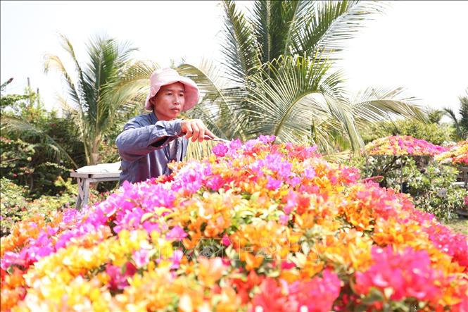 Loại hoa giấy 5 màu nở bông chả kịp cản, ông nông dân Tây Ninh trồng thành công, có chậu bán giá 50 triệu- Ảnh 4.