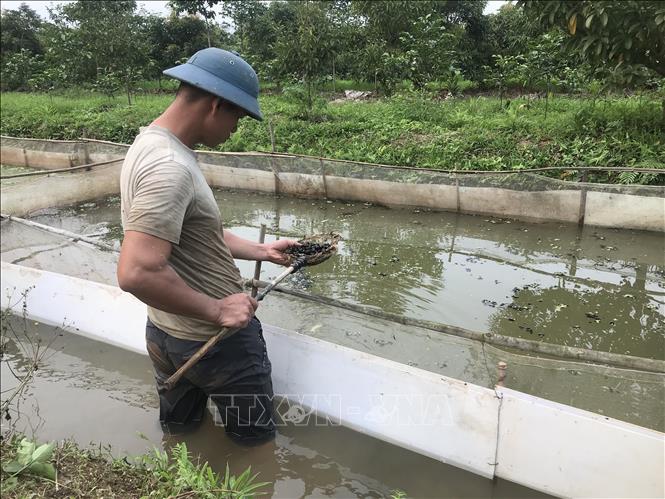 Xâm nhập mặn gây chết 4-5 tạ ốc nhồi ở Hải Dương, nghe ngỡ như "chuyện thời sự" miền Tây, đến khổ!- Ảnh 1.