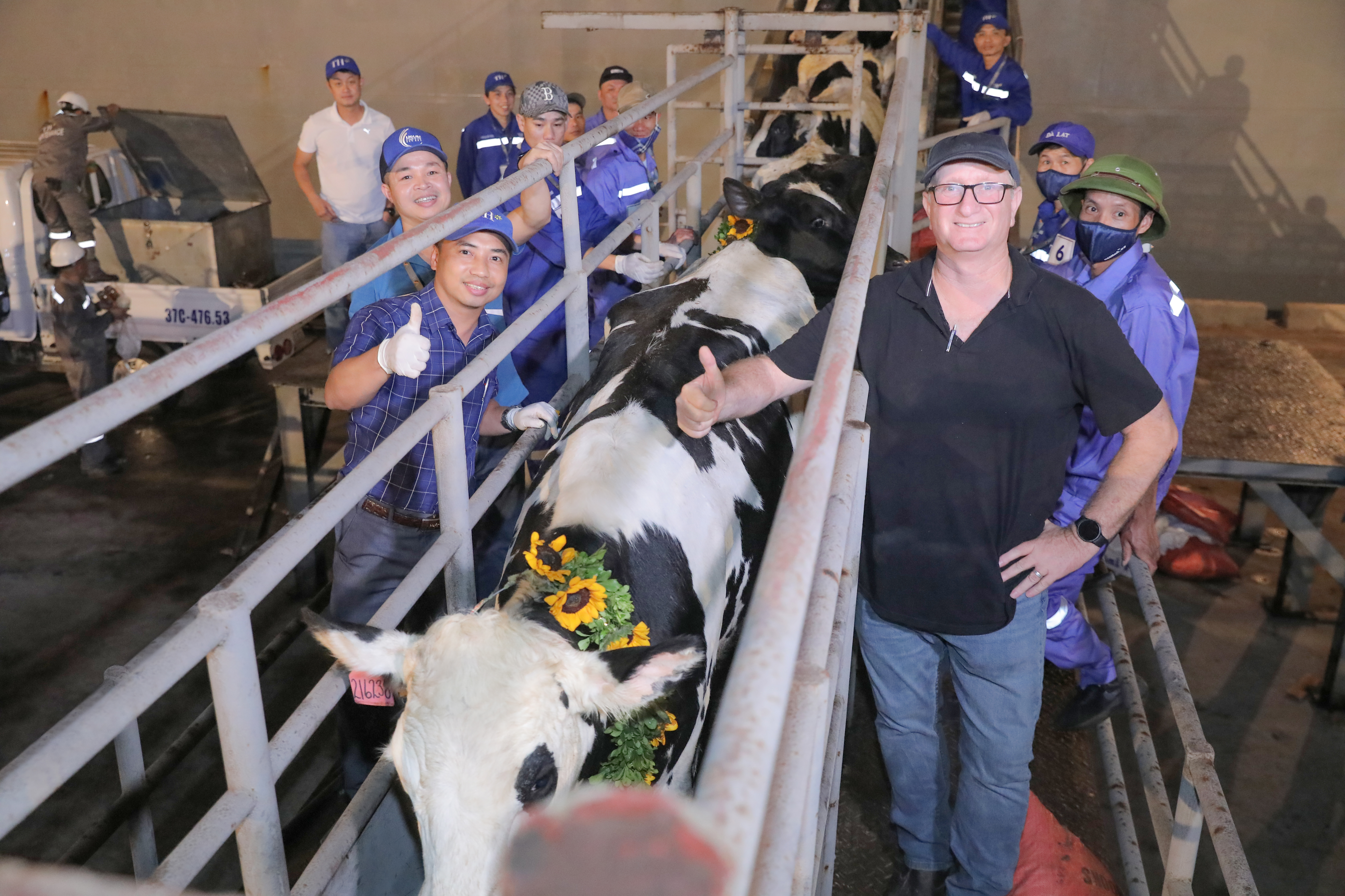 Tập đoàn TH nhập khẩu 2.009 bò sữa cao sản thuần chủng từ Mỹ về trang trại Thanh Hóa- Ảnh 1.
