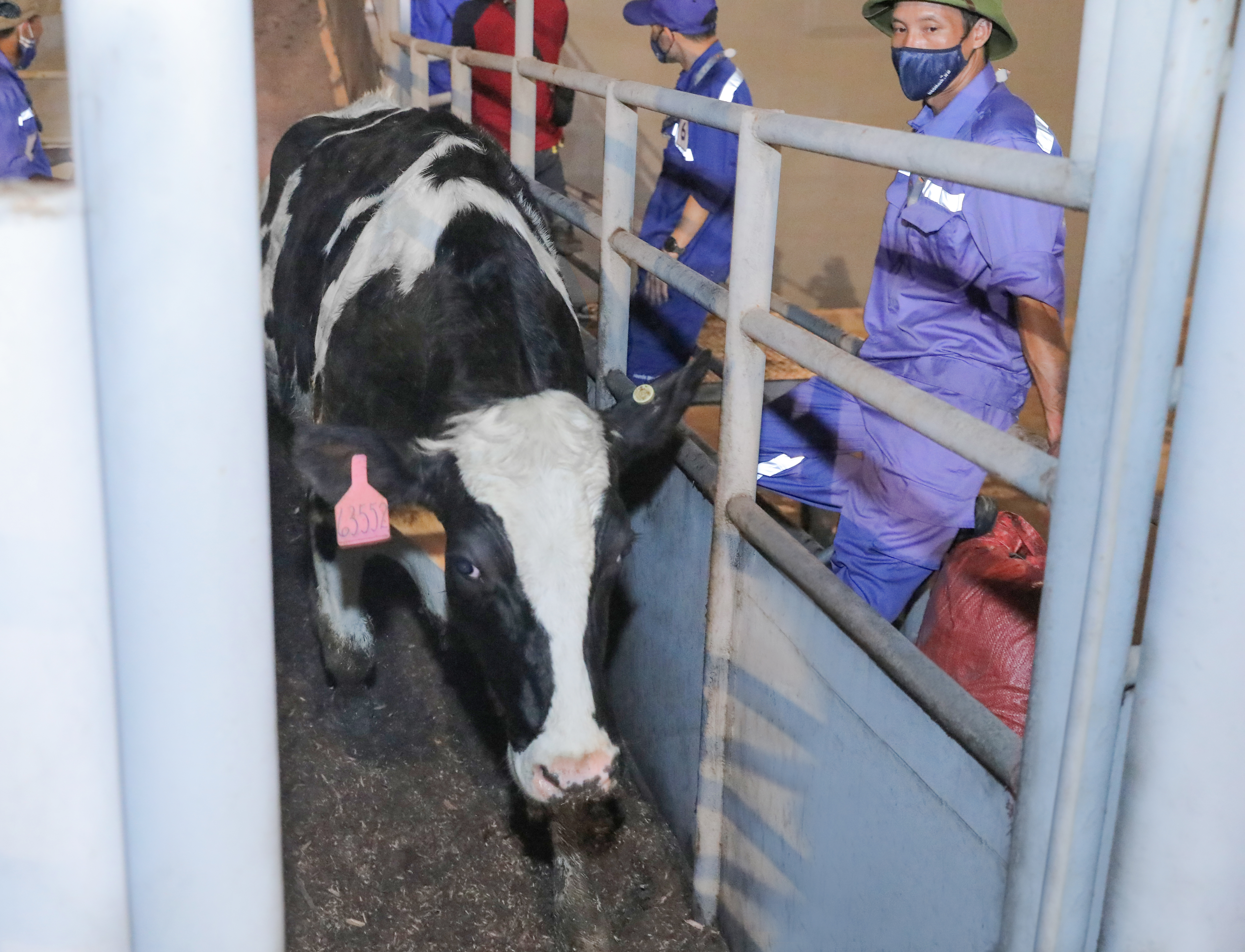 Tập đoàn TH nhập khẩu 2.009 bò sữa cao sản thuần chủng từ Mỹ về trang trại Thanh Hóa- Ảnh 2.
